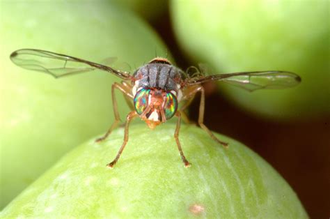 Mosca Olearia La Lotta Biologica Contro La Mosca Dell Olivo