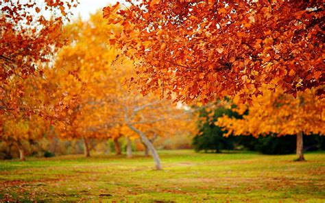 Hd Wallpaper Autum Autumn Landscape Leaf Leaves Nature Trees