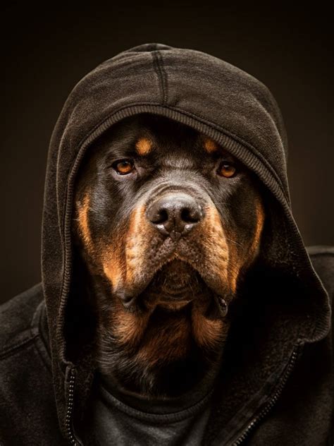 AI cameras will soon take better dog breed rottweiler pictures 6