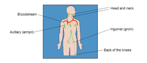 Swollen Lymph Node Behind Ear Treatment