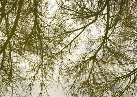 Naked Tree Branches In The Reflection Of Water Stock Photo Image Of