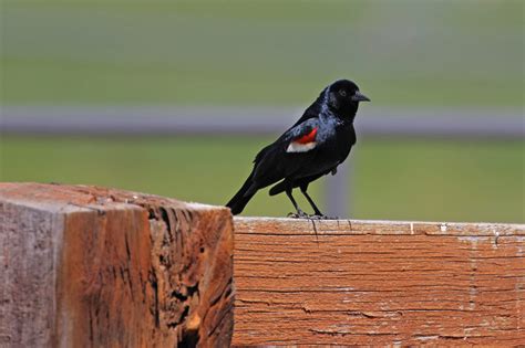 Tricolored Blackbird East Cascades Audubon Society