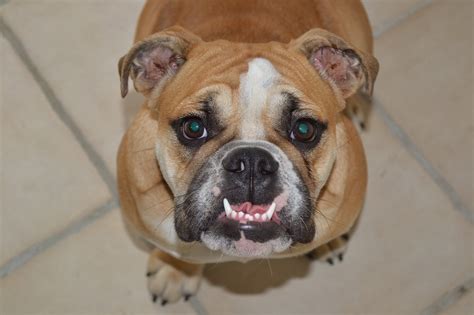 Canine Teeth Bulldog Dog English - Free photo on Pixabay