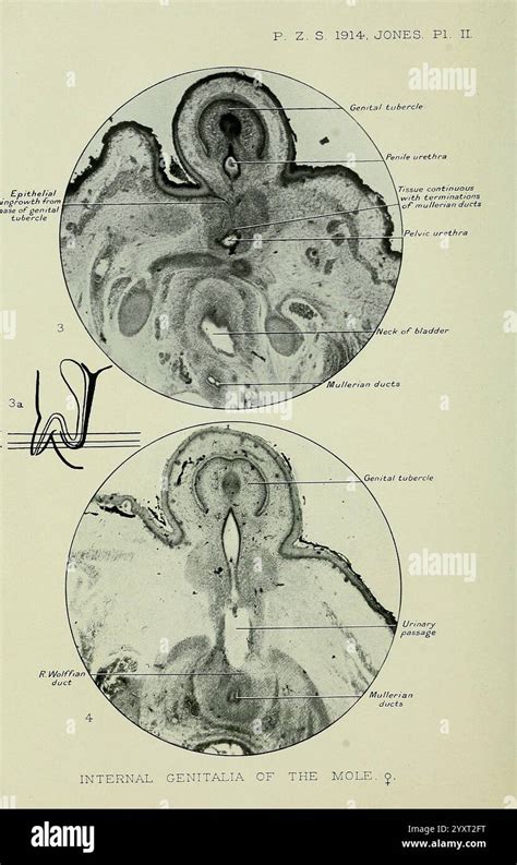 understanding mammalian anatomy  res stock photography  images alamy