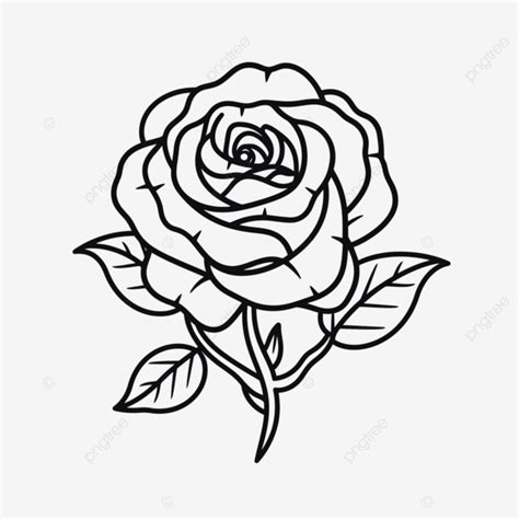 Rose On A White Background With A Drawn Outline Sketch Drawing Vector