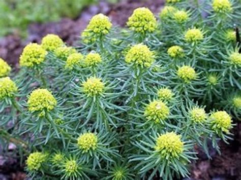 36 красиви, но много опасни растения | Български Фермер