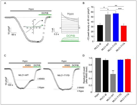 Cells Free Full Text The Camkii Mlc1 Axis Confers Ca2 Dependence To Volume Regulated Anion