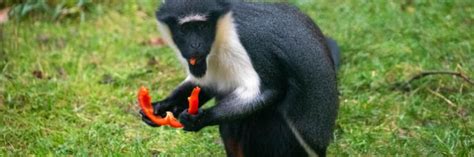 Paignton Zoo Vouchers And Discount Codes January 2025