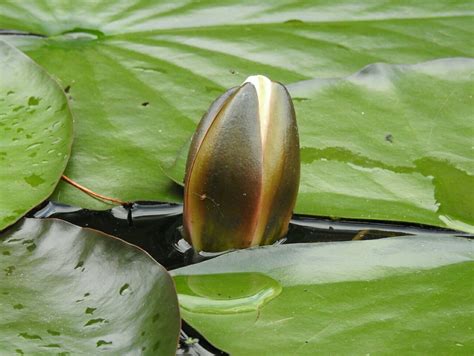 Water Lilies Pond Plant Free Photo On Pixabay