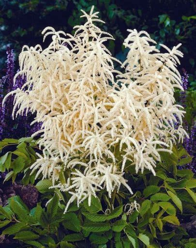 Волжанка Камчатская | Goats beard, Flower beard, Flowers