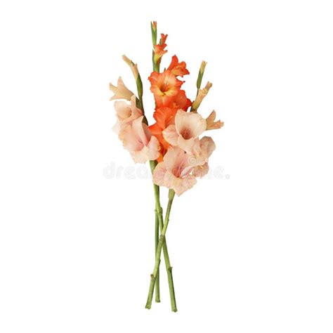 Close Up A Beautiful Orange Gladiolus Flower Stems Stock Photo Image