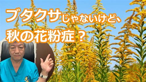 ブタクサとは違う「セイタカアワダチソウ」！秋の花粉症の原因に？大久保公裕先生がやさしく解説 Youtube