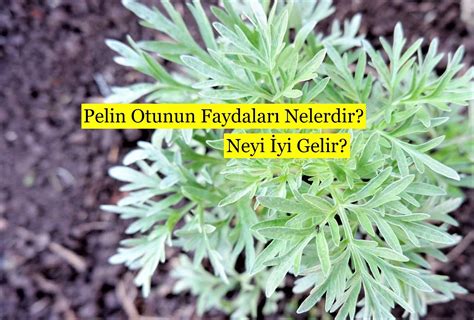 Pelin Otunun Faydaları Nelerdir Neyi İyi Gelir Güzel Bilgiler