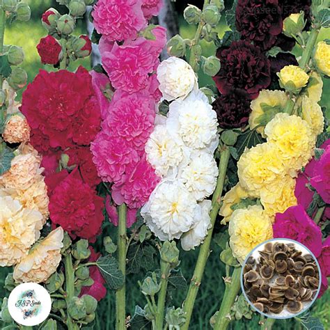 100 Mixed Color Hollyhock Flower Seeds (Flower Plants) | make medicinal