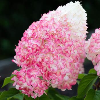 Гортензия метельчатая Пинк энд Роуз (Pink and Rose)