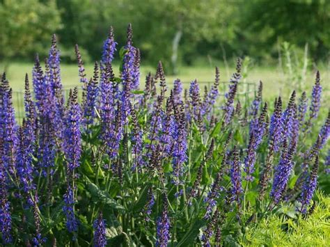 Guía Completa Para Plantar Cultivar Y Cuidar Las Flores De Salvia