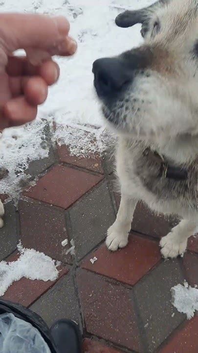 два рЭкетира🐕🐕 - YouTube