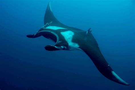 Manta Rays Facts and Information | Scuba Center Asia