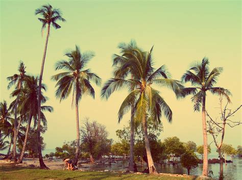 Free Image Coconut Palm Trees Libreshot Public Domain Photos