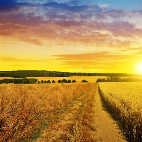 De Zomer Landelijk Landschap Met Landweg Bij Zonsondergang Stock