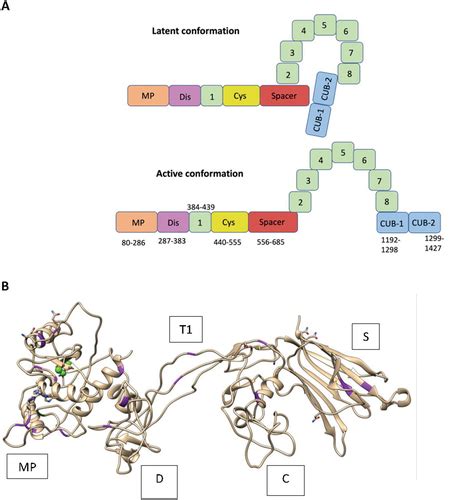 Full article: Inherited ADAMTS13 mutations associated with Thrombotic ...