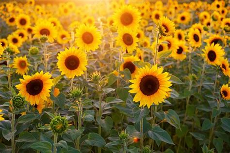 6,000+ Sunflower Images & Pictures [HD] - Pixabay - Pixabay