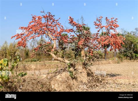 Flame Tree Or Delonix Regia Stock Photo Alamy