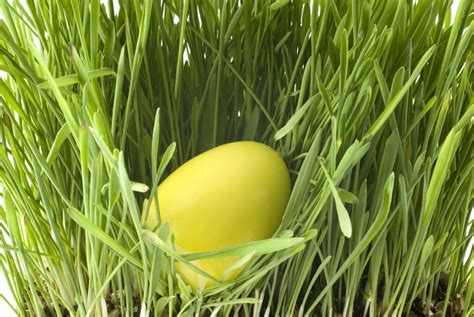 Yellow Easter Egg Tnr Wealth