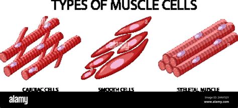 Type Of Muscle Cells On White Background Illustration Stock Vector Image And Art Alamy