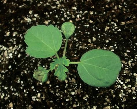 Гибискус тройчатый / Zămoşiţă