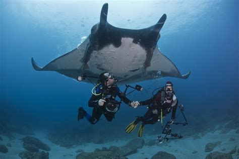 Manta Rays: Gentle Giants Under Threat – 4ocean