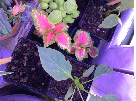 Семена комнатных растений: что лучше купить в интернет-магазине ...