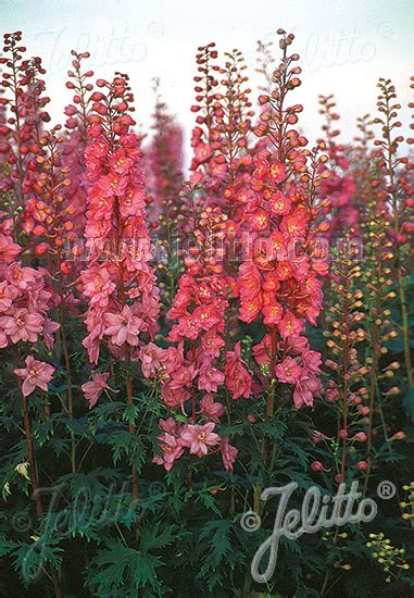 Jelitto Perennial Seed Delphinium Pacific Hybr Pacific Premium Series Astolat Premium