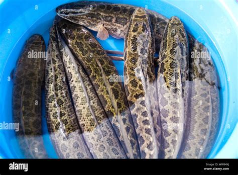 Channidae Hi Res Stock Photography And Images Alamy