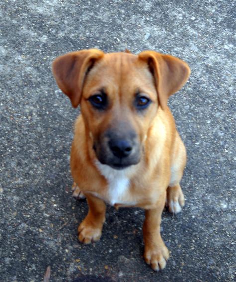 The surprising traits of a boxer shepherd mix revealed 19