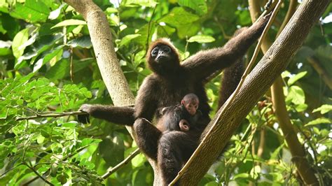 Spider monkey birth documented in the wild for 1st time: Exclusive ...