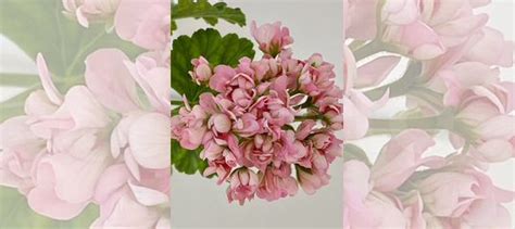 Пеларгонии сортовые купить в Красногорске | Товары для дома и дачи | Авито