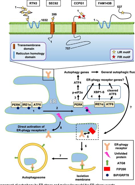 Figure 1 From ER Homeostasis And Autophagy Semantic Scholar