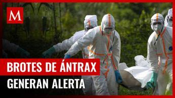 Oms Alerta Por Brote De Ntrax Grupo Milenio