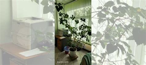 Гибискус комнатный купить в Москве | Товары для дома и дачи | Авито