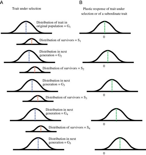 Directional Selection Directional Selection | Definition & Types 
