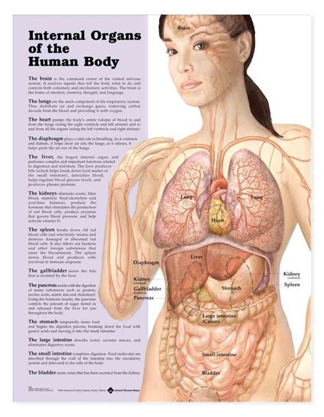 Human Body Organs Diagram Female