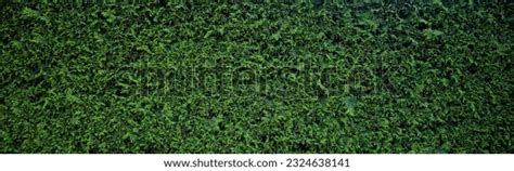 thousand pine hedge background royalty  images stock