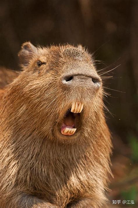 The Largest Ancient Mouse That Ever Existed On Earth Could