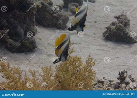 Red Sea Bannerfish on Coral Reef Stock Photo - Image of scuba, sharm ...