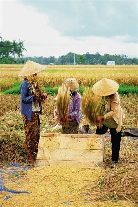 mulch  rice straw