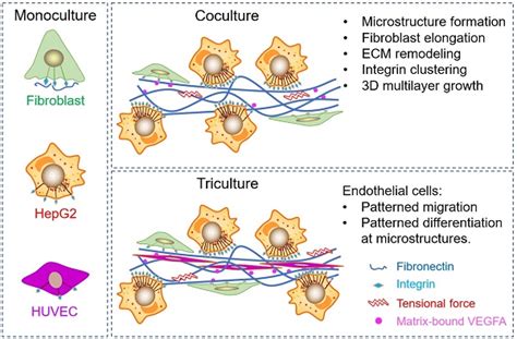 The interactions between integrin α5β1 of liver cancer cells and