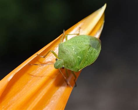 How To Get Rid Of Green Vegetable Bug In Your Garden Yates Australia