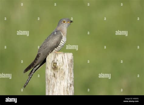 Common Cuckoo UK Stock Photo - Alamy