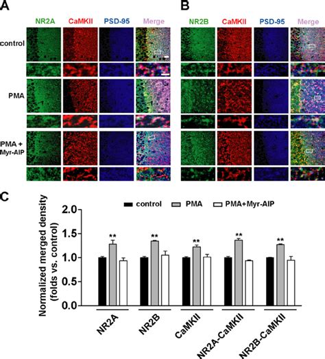 Pkc Activator Pma Potentiates Postsynaptic Nr Subunit Expression And